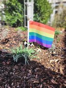 Galeriebild: Regenbogenfahne in Waldboden