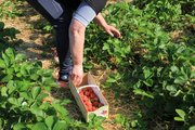 Foto: Auf dem Foto sieht man einen Menschen, der gerade bückend Erdbeeren pflückt und in einem Korb sammelt.