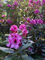 Nahaufnahme eines Rhododendron-Busches in voller Blüte