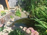 Begrünter Teich Begrünter Teich