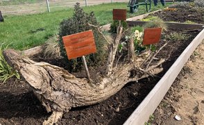 Fertiges Beet mit botanischen Bezeichnungen