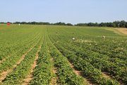 Foto: Auf dem Foto ist ein großes Erdbeerfeld zu sehen. In der Ferne sieht man Menschen, die gerade am Pflücken sind.