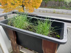 Kräuter auf dem Balkon des BTZ Mainz