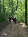 Fünf Wanderer, welche auf dem Waldweg durch den satt grünen Wald wandern