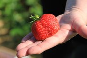 Foto: Auf dem Foto sieht man eine Hand, auf der eine große, rote Erdbeere liegt.