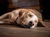 Fachtagung Depression Foto eines auf der Seite liegenden hellbraunen Hundes