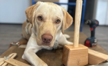 Therapiehund in Ausbildung Kalle Auf dem Foto ist ein beigefarbener Labrador zu sehen. Er schaut in die Kamera und ist von Werkzeug umgeben.