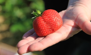 Eine leckere Erdbeere Auf dem Foto ist eine Hand zu sehen, auf der eine große rote Erdbeere liegt.