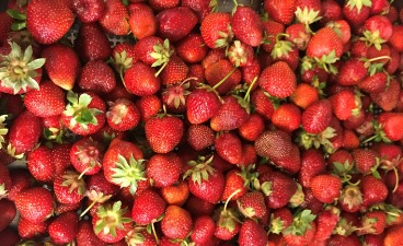 Zu sehen sind zahlreiche frisch gepflückte Erdbeeren